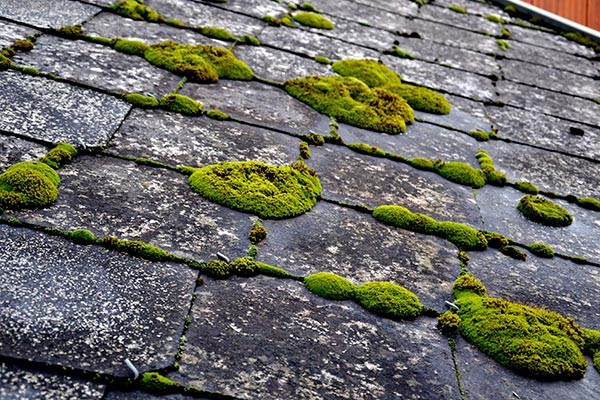 Le démoussage, un geste essentiel pour la longévité de votre toiture